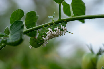 Hornworm larva covered with parasite cocoons