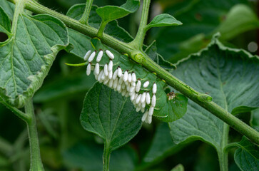 Hornworm larva covered with parasite cocoons