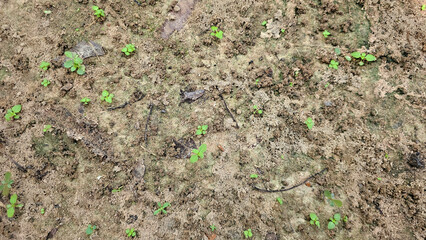 Young green seedlings sprouting in brown soil, signifying new plant growth and the start of a...
