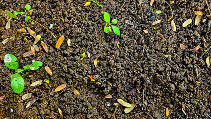 Young seedlings and scattered leaves on rich, dark soil, showcasing new growth and the cycle of nature