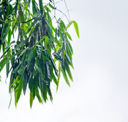 Green bamboo leaves hanging against a clear, bright sky