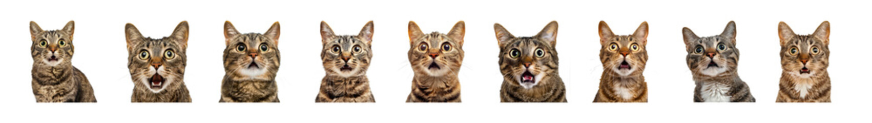 Cats with Surprised Expressions on Transparent Background
