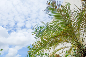 Naklejka premium Palm Tree branch with leaves in front of blue sunny sky, tree with green branches against cloudless blue sky in sunshine, summer vacation concept.