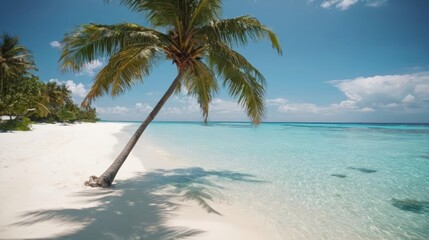 Palm Tree on a Beach With Clear Blue Water