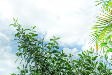 Fototapeta premium Palm Tree branch with leaves in front of blue sunny sky, tree with green branches against cloudless blue sky in sunshine, summer vacation concept.