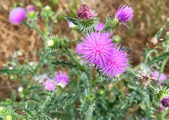 purple flowers of welted thistle (Carduus acanthoides) grow on the lawn