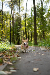 A joyful Pembroke Welsh Corgi is happily enjoying a walk in the park amidst nature