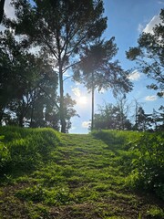 Árboles en la colina.