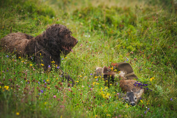 happy hunting - celebration the trophy of a young roe buck with a gray face after the hunt, on the mountains at the rutting season. The hunting dog, a pudelpointer, is posing next to the roe buck.