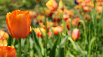 Fototapeta premium orange tulip in the flower garden in springtime