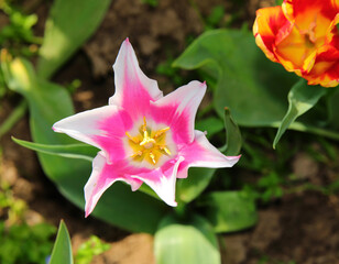 rare purple tulip with fuchsia and white petal edges bloomed in the Dutch garden
