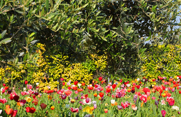 Green leaves of the olive tree and underneath the tulip flowers blooming symbol of fertility and rebirth