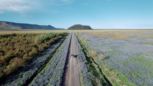 Voiture roulant sur une route au milieu de plante violette avec montagne enneig&eacute; &agrave; l'horizon