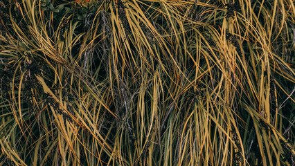 Close-up of dried grass and vegetation, highlighting the texture and color in a natural setting