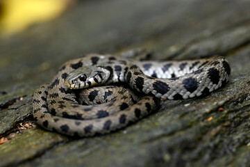Ringelnatter, Kykladen-Ringelnatter // Grass snake (Natrix natrix cf. schweizeri) - Insel Andros, Kykladen, Griechenland