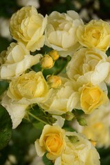 A large bush of small beautiful yellow roses with a rich aroma in the garden in summer