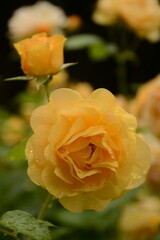 Beautiful yellow rose with buds on a blurred background