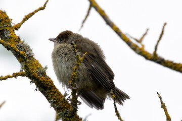 Juvenile Blackcap (Sylvia atricapilla) - Commonly found in woodlands and hedgerows