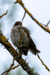 Juvenile Blackcap (Sylvia atricapilla) - Commonly found in woodlands and hedgerows