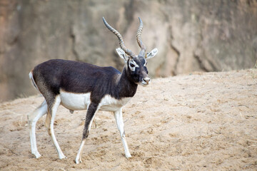 Blackbuck (Antilope cervicapra) - Commonly found in grasslands and open savannas