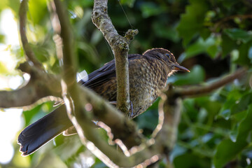 Juvenile Blackbird (Turdus merula) - Commonly found in gardens and wooded areas