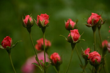 Obraz premium Small buds of pink-red roses in the garden on a cloudy day