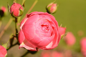 Lush pink rose on a blurred background