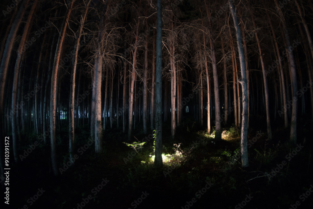 Canvas Prints magical lights sparkling in mysterious forest at night. nightmare pine forest.