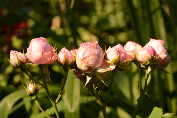 Buds of light pink roses in the garden in spring