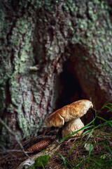 a big porcini and a spruce cone on the forest floor with a tree trunk from a spruce in the background at a summer morning