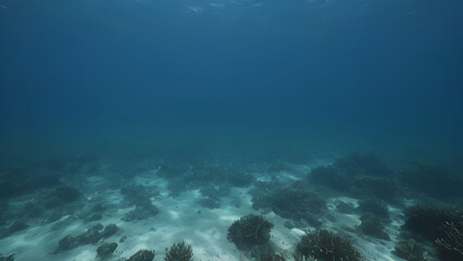 Fototapeta premium underwater view of a reef in the sea