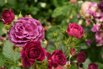 Bush of varietal dark pink roses with a purple tint in the garden
