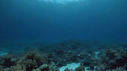 underwater view of a reef in the sea