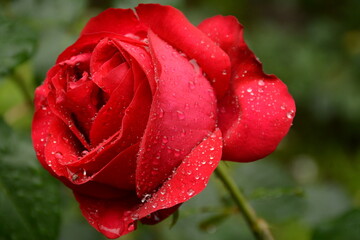 Blooming red rose bud with dew drops close-up