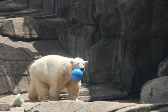 Polar Bear at the Pittsburgh Zoo