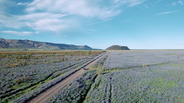 Voiture roulant sur une route au milieu de plante violette avec montagne enneig&eacute; &agrave; l'horizon