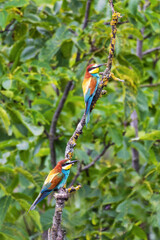  Bienenfresser-Paar (merops apiaster) mit Beute auf einem Ast