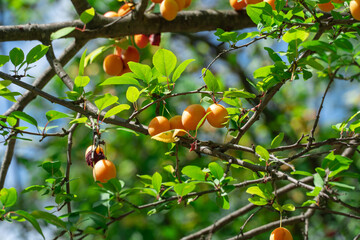 Cherry plum branches with yellow fruits on tree in garden. Sweet spreading plum berries ripen. Prunus cerasifera is plant family rosaceae in orchard. Component of tkemali sauce. Harvesting myrobalan.