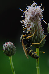 The wasp on the thistle