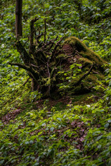 Obraz premium green moss on a tree