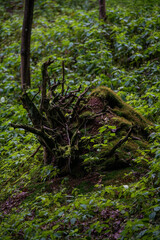 Obraz premium green moss on the rocks