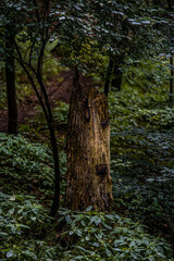 Fototapeta premium tree in the woods