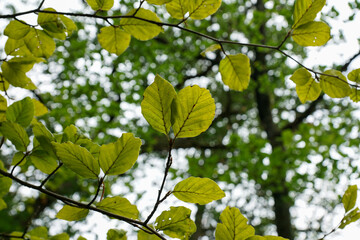 The Wartburg is a castle near Eisenach, in the northwestern Thuringian Forest in Thuringia. Its name is probably derived from Warte, meaning watchman's castle. The castle hill is 411 m above sea level