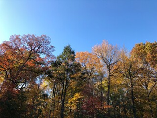 Obraz premium autumn in the park 