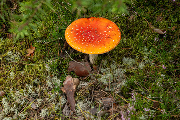Amanita muscaria or red toadstool growing in the moss in forest