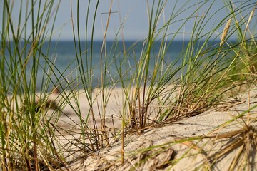 Leymus arenarius also know as sea lyme grass or sand ryegrass growing on sand dunes at the Baltic Sea