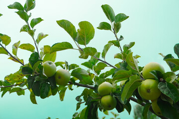 Close-up of green apples on apple tree branches against the background of light green pastel-colored sky