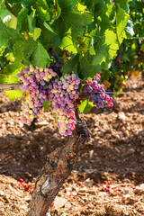 Veraison in a vineyard. Bunches of grapes with berries that begin the ripening phase. Traditional agriculture. Sardinia.