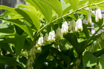 Close up of Solomon's Seal flowers. Little white flowers hanging underneath green leaves.
