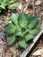 Agave cupreata 